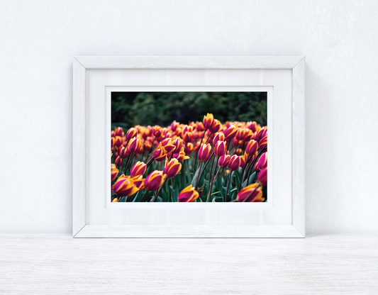 Tulips Spring Photography Spring Seasonal Wall Home Decor Print
